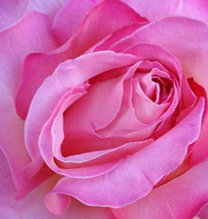 Image d'une Rose pour amour idéal